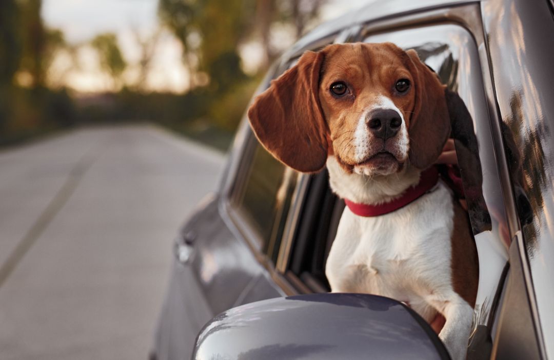 带着宠物去旅行：携宠旅游正在兴起