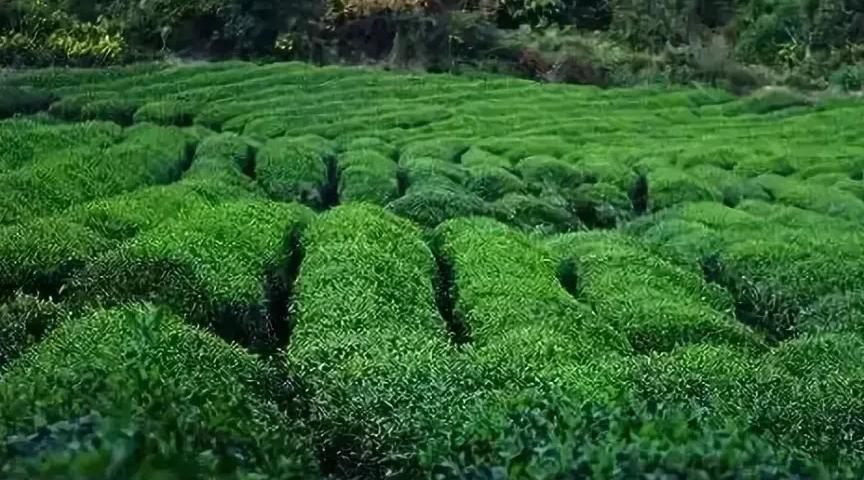 只此青绿：茶旅融合发展模式研究