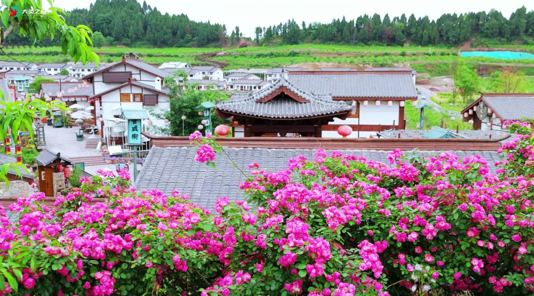 蔷薇花开，春色满“源”